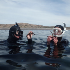 Making marine biology discoveries in the waters of Kino Bay. 